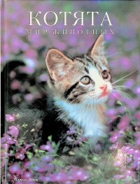 Шнек Маркус - «Котята. Мир животных»