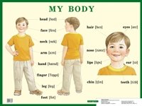 Строение тела человека. Наглядное пособие по английскому языку для начальной школы
