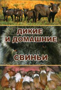 В. И. Герасимов - «Дикие и домашние свиньи»