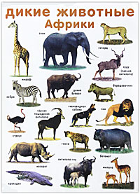 Птицы. Дикие животные Африки. Плакат