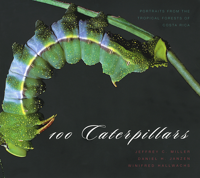 Jeffrey Miller - «100 Caterpillars – Portraits from the Tropical Forests of Costa Rica»