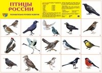 Птицы России. Плакат