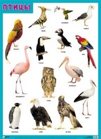 Птицы. Плакат
