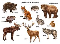 ПрофП.Плакат.Животные России
