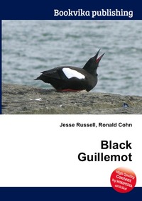 Black Guillemot