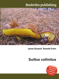 Suillus collinitus