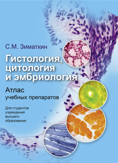 Книга Сергей Зиматкин Гистология, цитология и эмбриология