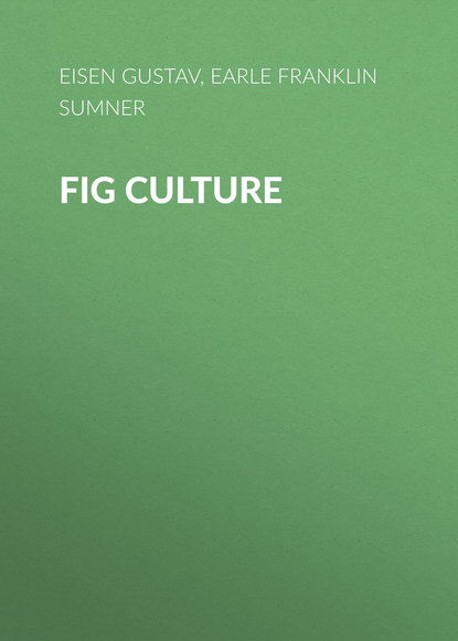 Книга Earle Franklin Sumner, Gustav Eisen, Franklin Earle Fig Culture