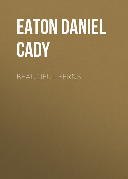 Книга Eaton Daniel Cady, Daniel Eaton Beautiful Ferns