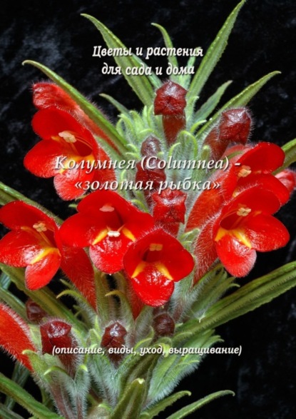 Книга Федор Кольцов Колумнея (Columnea) – «золотая рыбка»