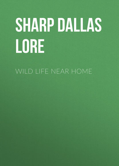 Книга Dallas Sharp, Sharp Dallas Lore Wild Life Near Home