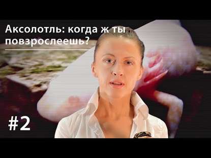 Книга Евгения Тимонова Аксолотль: когда ж ты повзрослеешь?