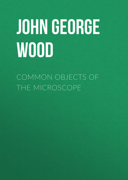 Книга John George Wood Common Objects of the Microscope