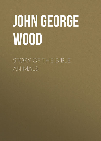 Книга John George Wood Story of the Bible Animals