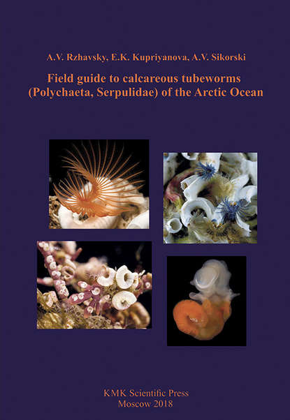 Книга A. V. Rzhavsky, E. K. Kupriyanova, A. V. Sikorski Field guide to calcareous tubeworms (Polychaeta, Serpulidae) of the Arctic Ocean