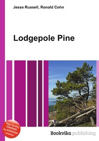 Lodgepole Pine