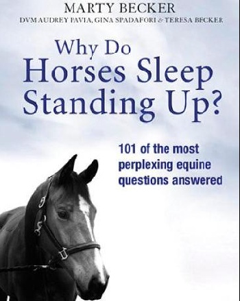 Why Do Horses Sleep Standing Up?