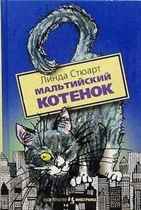 Мальтийский котенок