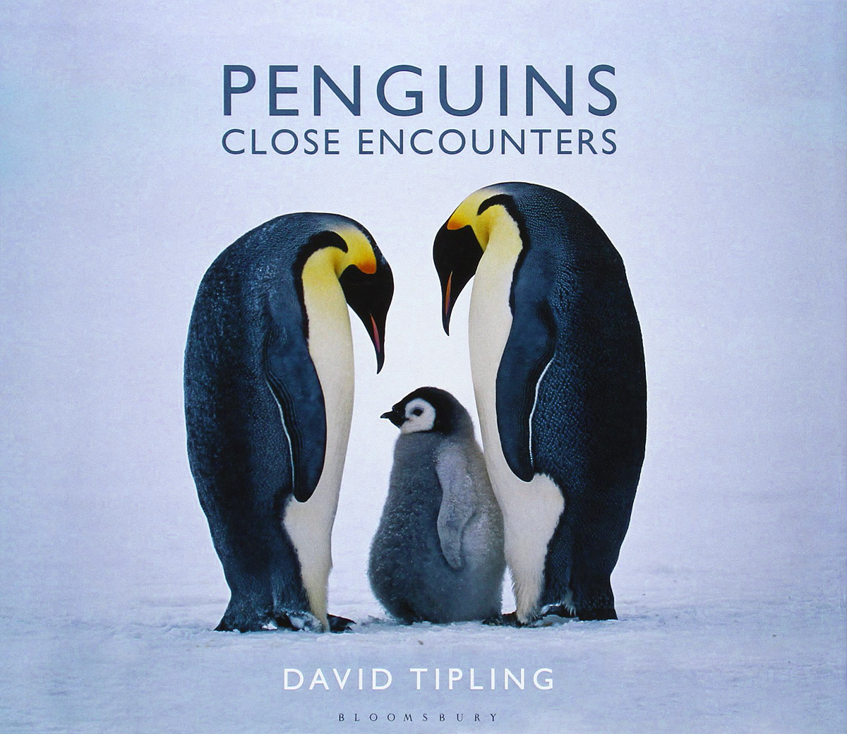 Penguins: Close Encounters