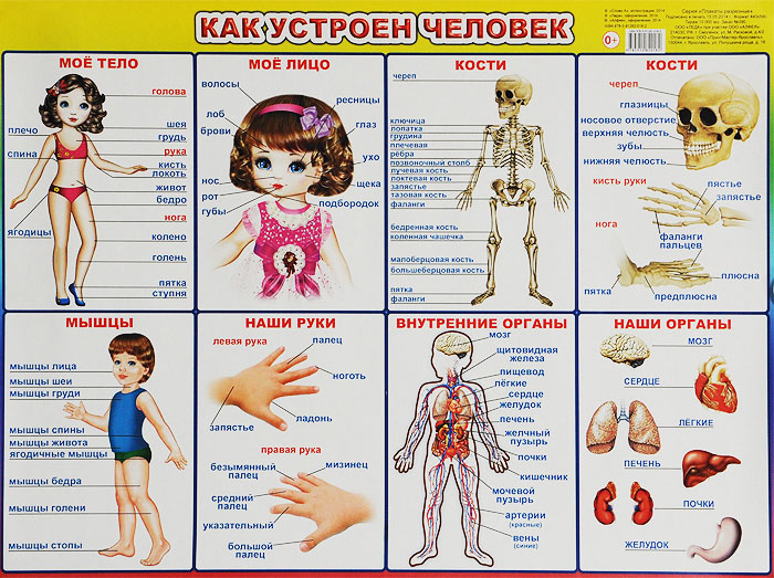 Как устроен человек. Плакат