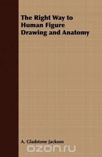 The Right Way to Human Figure Drawing and Anatomy