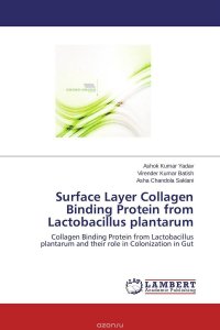 Surface Layer Collagen Binding Protein from Lactobacillus plantarum