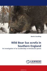 Wild Boar Sus scrofa in Southern England