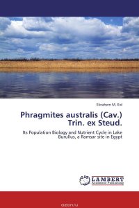 Phragmites australis (Cav.) Trin. ex Steud