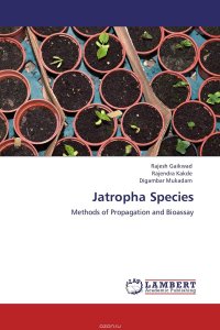 Jatropha Species