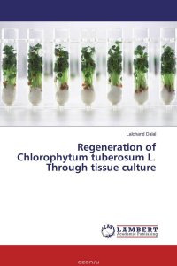 Regeneration of Chlorophytum tuberosum L. Through tissue culture