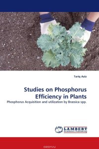 Studies on Phosphorus Efficiency in Plants