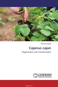 Cajanus cajan