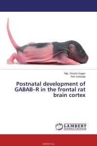 Postnatal development of GABAB–R in the frontal rat brain cortex