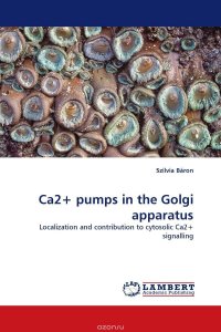 Ca2+ pumps in the Golgi apparatus