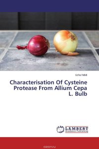 Characterisation Of Cysteine Protease From Allium Cepa L. Bulb