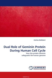 Dual Role of Geminin Protein During Human Cell Cycle