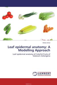 Leaf epidermal anatomy: A Modelling Approach