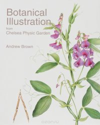 Botanical Illustration from Chelsea Physic Garden