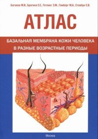 Атлас. Базальная мембрана кожи человека в разные возрастные периоды