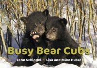 Busy Bear Cubs