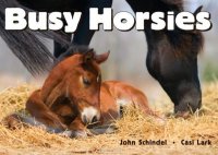 Busy Horsies