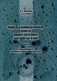 Нейроэндокринологические аспекты раннего онтогенеза круглоротых и рыб. Часть 2