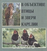 В объективе птицы и звери Карелии