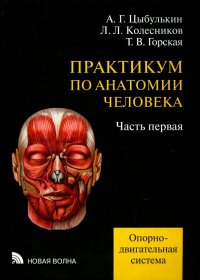 Практикум по анатомии человека. В 4-х частях. Часть 1. Опорно-двигательная система