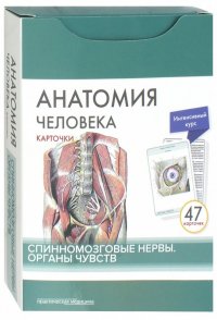 Анатомия человека. Карточки. Спинномозговые нервы и органы чувств (47 карточек)