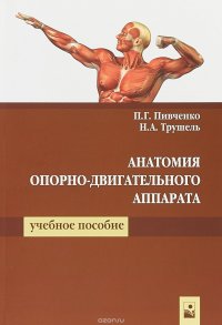 Анатомия опорно-двигательного аппарата