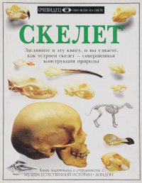 Скелет