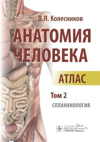 Анатомия человека. Атлас в 3-х томах. Том 2. Спланхнология