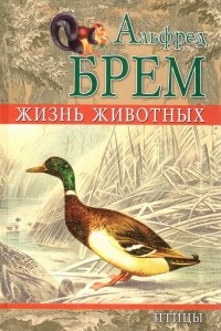 Птицы. Отряд поисковые птицы. Отряд ластокрылые. Отряд буревестниковые. Отряд боевые птицы. Отряд нанду. Отряд казуаровые