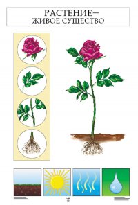Окружающий мир. Растения и грибы. Комплект из 7 плакатов: 1. Растение - живое существо. 2-3.  Разнообразие растений. 4. Культурные растения. 5. Размножение растений. 6. Грибы. 7. Карточки для